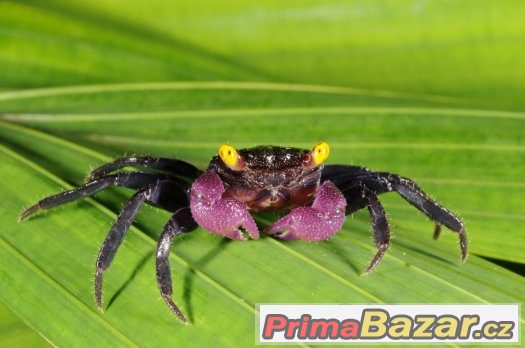 Geosesarma sp. vampire – fotografie 1