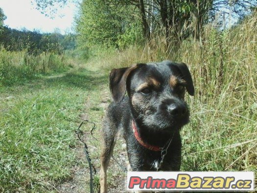 ❁❁ Border teriér Bertík ❁❁ – fotografie 2