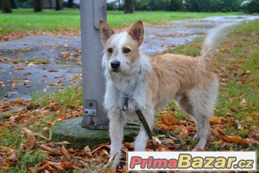 Jerry, který nechce býtl sám – fotografie 2
