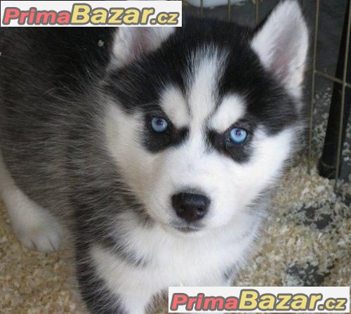 Sibiřský husky štěňata – fotografie 1