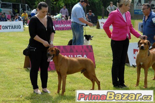 Nabízím krytí CHOVNÝM psem RR – fotografie 5