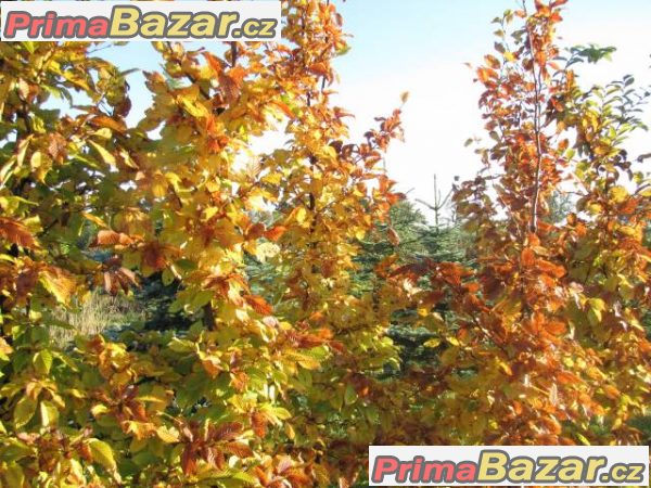 Luxusní sazenice habru obecného 120-150cm – fotografie 2