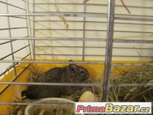 Osmák degu – fotografie 1
