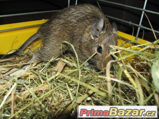 Osmák degu – fotografie 2