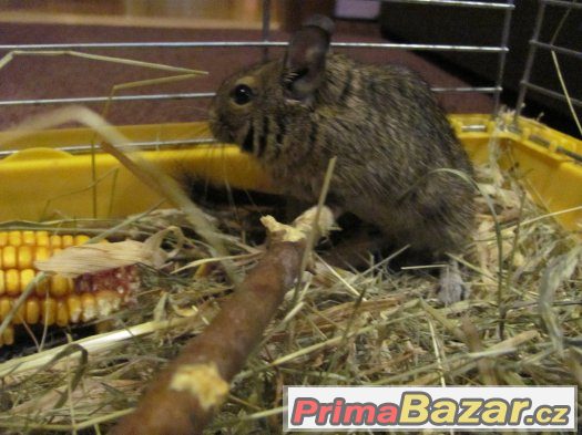 Osmák degu – fotografie 4