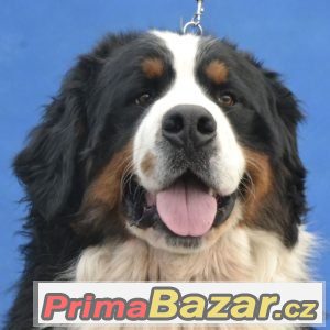 Bernský salašnický pes krásná štěňátka s PP – fotografie 2