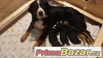Bernský salašnický pes krásná štěňátka s PP – fotografie 4