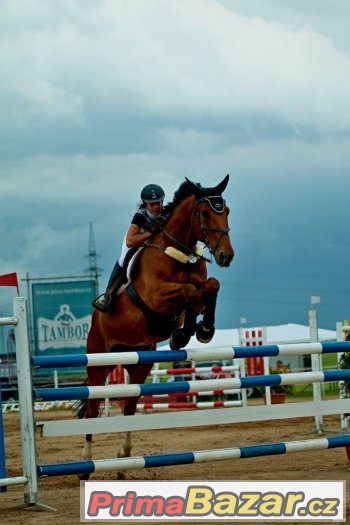 Valach do sportu – fotografie 3