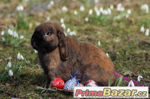 Zakrslý beránek – fotografie 1