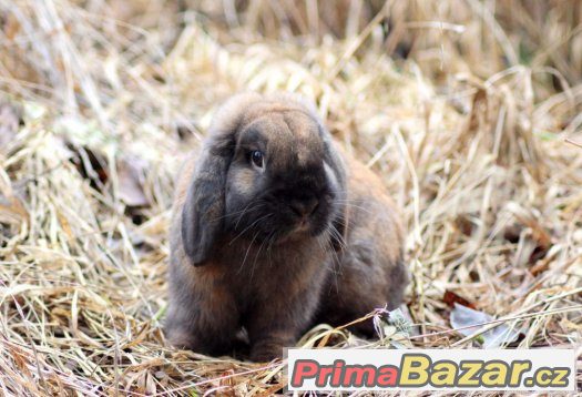 Zakrslý beránek – fotografie 2