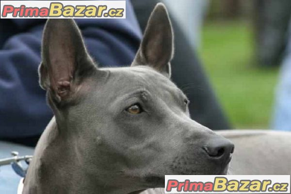Thajský ridgeback modrý – fotografie 2