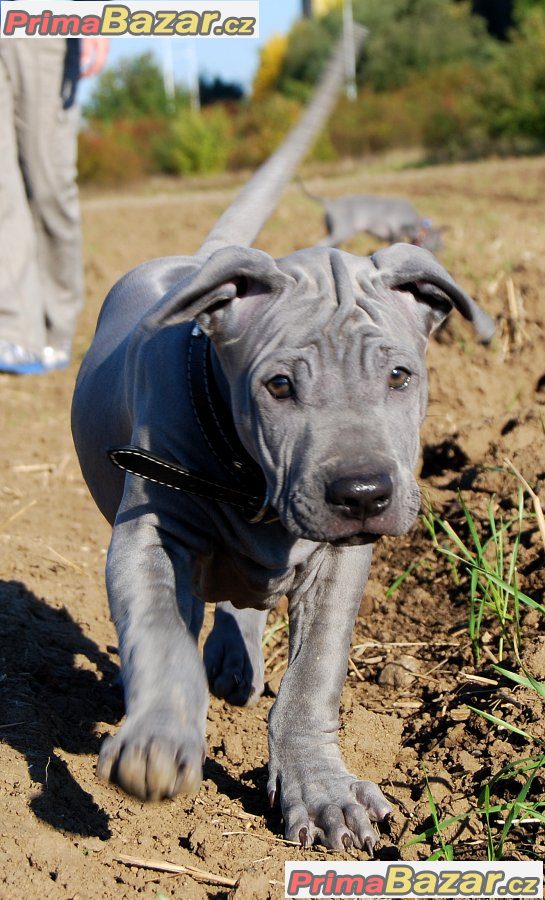 Thajský ridgeback modrý – fotografie 3