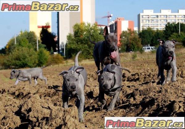 Thajský ridgeback modrý – fotografie 4