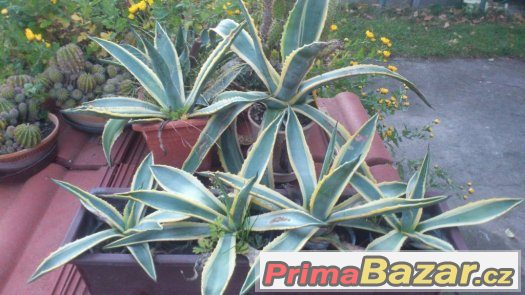prodám Agave – fotografie 2