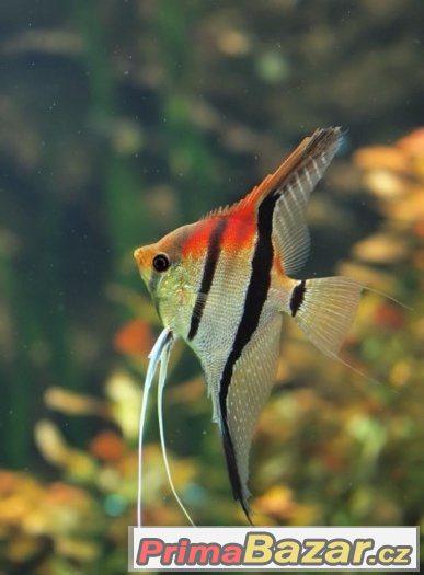 pterophyllum scalare manacapuru Skalára amazonská Manacapuru – fotografie 1