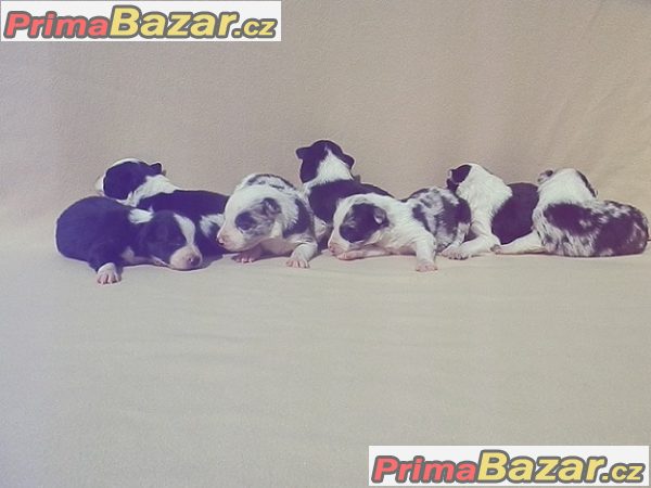 Štěňátka Border kolie s PP – fotografie 5