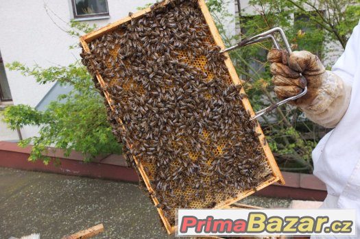 Prodáme domácí med od našich včel - Hradec Králové – fotografie 2