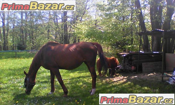 přenechám do péče – fotografie 1