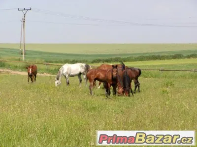 Ustájení s pastvinami kousek od Ostravy