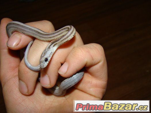 Užovka červená (Pantherophis guttatus) – fotografie 1