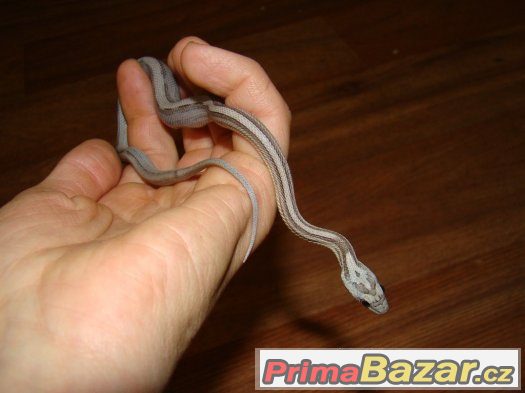 Užovka červená (Pantherophis guttatus) – fotografie 3