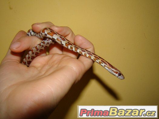 Užovka červená (Pantherophis guttatus) – fotografie 1