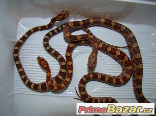 Užovka červená (Pantherophis guttatus) – fotografie 2