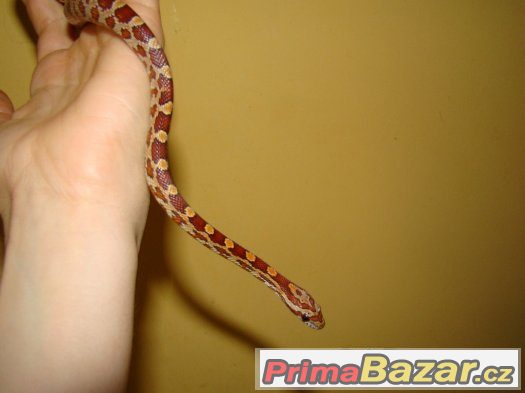 Užovka červená (Pantherophis guttatus) – fotografie 4