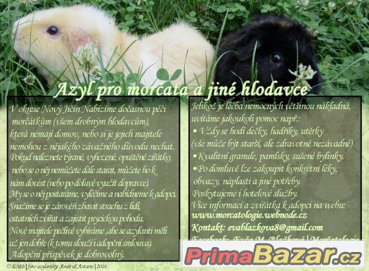 Azyl a hotel pro morčata a jiné hlodavce okres Nový Jičín – fotografie 4