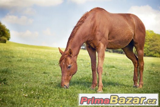 Nabízím k prodeji nebo do pronajmu konika – fotografie 2