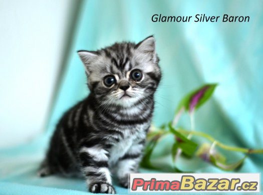 Britská koťátka s PP - whiskas – fotografie 2