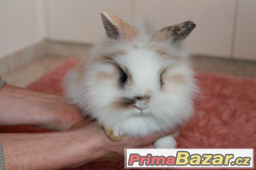Zakrslý králík - 2x sameček – fotografie 3