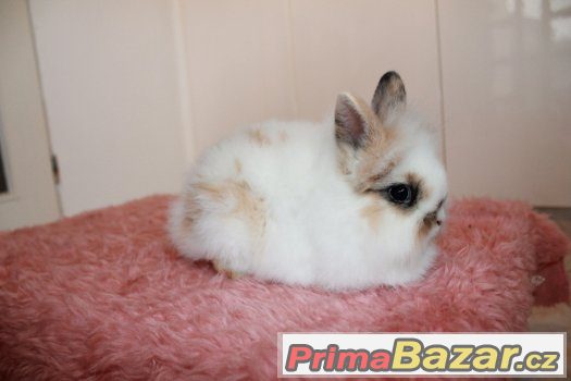 Zakrslý králík - 2x sameček – fotografie 4