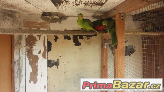Prodám více okrasného ptactva. – fotografie 1