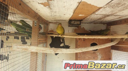 Prodám více okrasného ptactva. – fotografie 4
