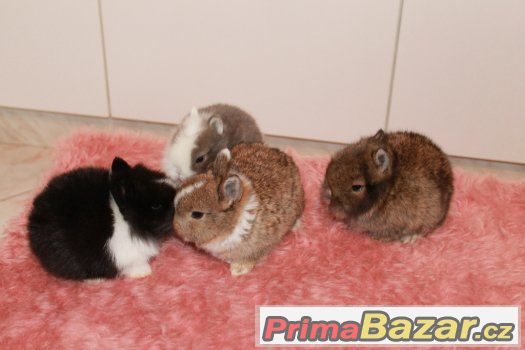 Zakrslý králík – fotografie 3
