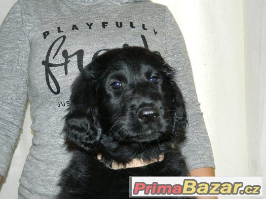 Flat coated retriever – fotografie 1