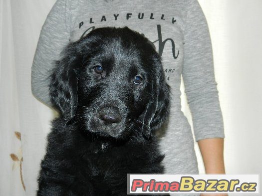 Flat coated retriever – fotografie 2