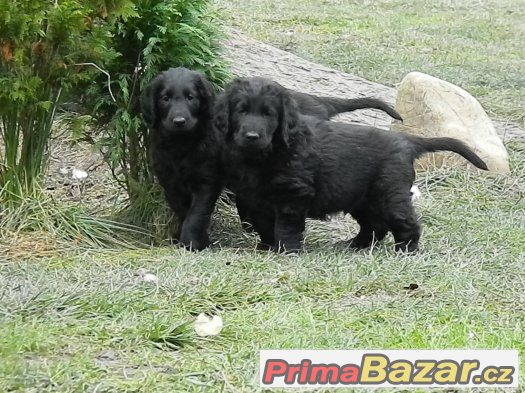 Flat coated retriever – fotografie 4