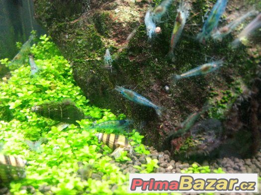 Krevety blue pearl při odběru nad 10 ks Hydrocotyle leucocep – fotografie 2