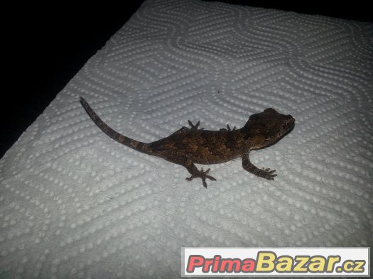 Rhacodactylus auriculatus – fotografie 1