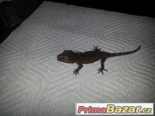 Rhacodactylus auriculatus – fotografie 2