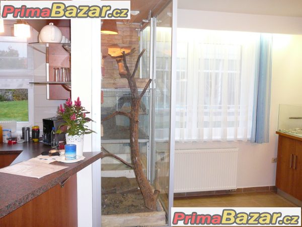 Terarium proleguany a pod. – fotografie 2