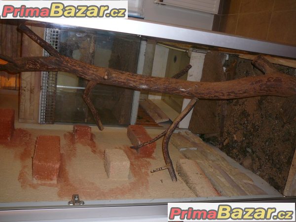 Terarium proleguany a pod. – fotografie 3