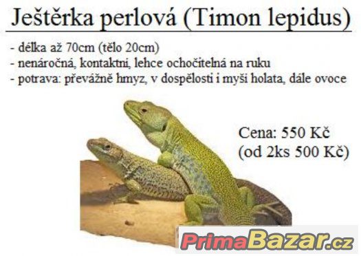 Ještěrka perlová – fotografie 1