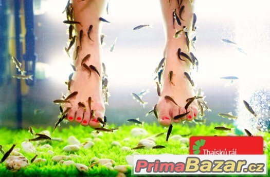 Příjemný relax ve společnosti rybiček Garra Rufa 4x25 minut – fotografie 1