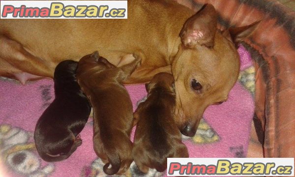 Pražský krysařík – fotografie 1