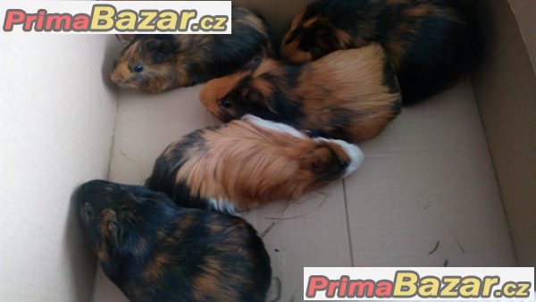 prodám morčátka