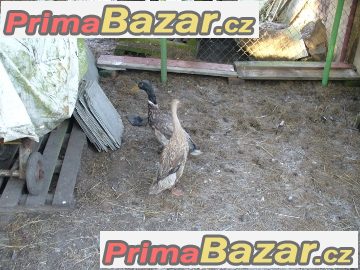 Indičtí běžci – fotografie 1