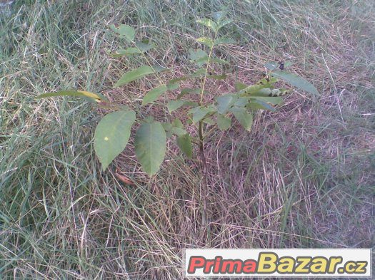 Prodám stromky vlašských ořechů - 50 cm až 140 cm – fotografie 1
